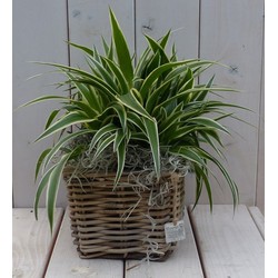 Chlorophytum in mandje 25 cm