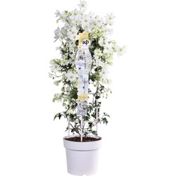 Hello Plants Clematis Cartmanii Avalanche Bosrank - Klimplant - Ø 23 cm - Hoogte: 75 cm