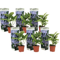 Hortensia Teller - Set van 6 - Blauw - Hydrangea - Pot 9cm - Hoogte 25-40cm