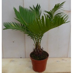 Kamerplant Palmvaren Cycas