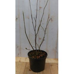 Magnolia Susan Tulpenboom Struikje 70 cm