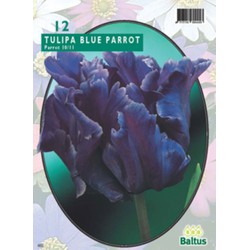 3 stuks - Tulipa Blue Parrot Parkiet per 12 bloembollen