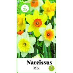 2 stuks - Narcissus grootkronig mix 35 bollen