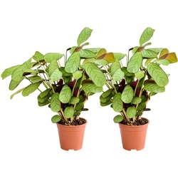 ZynesFlora - Ctenanthe Amagris - 2 Stuks - Ø 14 cm - Hoogte: 25 - 35 cm - Calathea - Luchtzuiverend - Kamerplant - Gebedsplantje