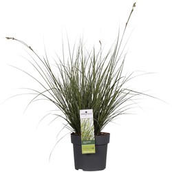 Hello Plants Carex Brunnea Variegata Zegge - Siergras - Ø 14 cm - Hoogte: 30 cm