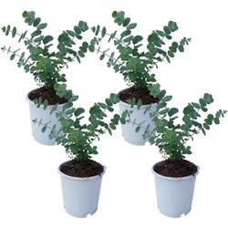 Eucalyptus Pulverulenta 'Babyblauw' - Set van 4 - Pot 13cm - Hoogte 25-40cm