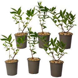 Lonicera kamtchatica - Set van 6 - Honingbes - Pot 9cm - Hoogte 25-40cm