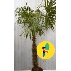 Winterharde Palmboom Trachycarpus Fortunei stamhoogte 100 cm en hoogte 225 cm