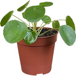 ZynesFlora - Pilea Peperomioides - Pannekoekenplant - Ø 12cm - Hoogte 20 - 25 cm - Kamerplant