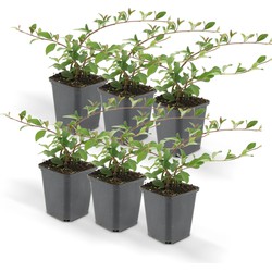 Hello Plants Cotoneaster Dammeri Dwergmispel - 6 Stuks - Ø 10 cm - Hoogte: 25 cm - Bodembedekker