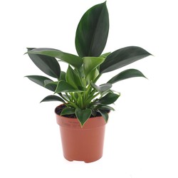 Philodendron 'Green Princess' - Pot 12cm - Hoogte 20-30cm
