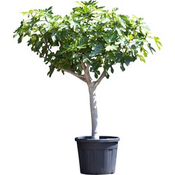 Vijgenboom 20/25 cm Ficus carica 162,5 cm - Warentuin Natuurlijk