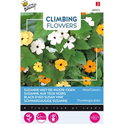 3 stuks - Flowering climbers thunbergia mixed