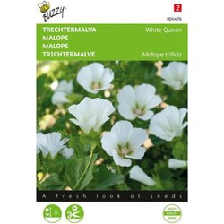 Zaden malope trechtermalva white queen 1.5 gram