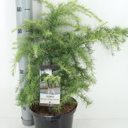 Cedrus deodara golden horizon 60 cm