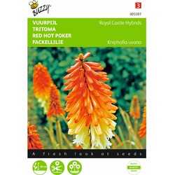 2 stuks - Kniphofia tritoma Royal Castle Hybr.