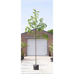 Winterlinde Tilia cor. Greenspire h 450 cm st. omtrek 16 cm