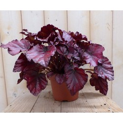 2 stuks! Kamerplant Bladbegonia donkerroze