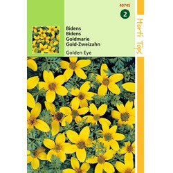 2 stuks - Bidens Humilis Golden Eye - Hortitops