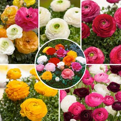 Ranunculus - Mix van 80 - Ranunculus bloembollen - Ranonkels