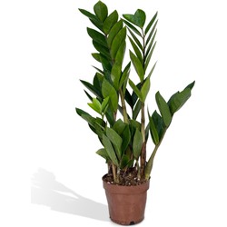 Hello Plants Zamioculcas Zamiifolia ZZ-Plant - Ø 12 cm - Hoogte: 40 cm