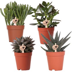 Kolibri Greens | set van 4 succulenten - groene planten - potmaat Ø9cm