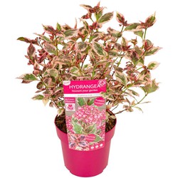 Hydrangea 'Euphorbia Roze' - Hortensia - ⌀19cm - Hoogte 40-50 cm