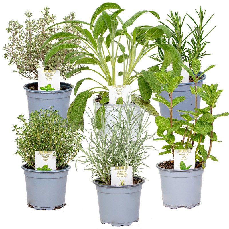 6x Biologische Tuinkruiden Mix - Tuinplanten mix – Keuken kruiden - ⌀9 cm - ↕10-15 cm - 