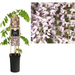 3 stuks - Klimplant Wisteria floribunda Rosea 75 cm - Van der Starre