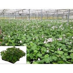 Plantenmat vasteplanten Geranium prijs per 1m2 cm Covergreen - Covergreen