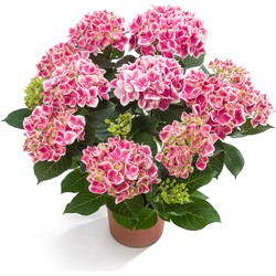 Hortensia Masterpiece Bi-Colour | Candy Heart roze