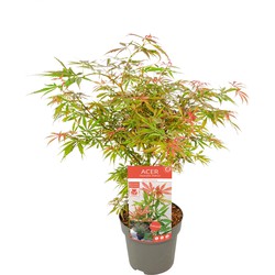 Hello Plants Acer Palmatum Orange Dream Japanse Esdoorn - Struik, Sierheester - Ø 15 cm - Hoogte: 30 cm