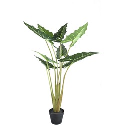 PTMD Leaves Plant green alocasia in black pot