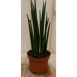 Kamerplant Vrouwentong Sansevieria 30 cm