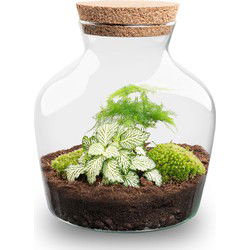 URBANJNGL - Planten terrarium • Little Joe • Ecosysteem plant • ↑ 21,5 cm