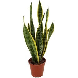 Sansevieria Laurentii - Makkelijke Kamerplant - Pot 14cm - Hoogte 40-50cm