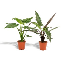 Hello Plants Alocasia Cucullata & Alocasia Lauterbachiana - Ø 19 cm - Hoogte: 60 & 75 cm