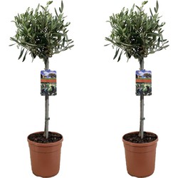 Olea Europaea - Olijfboom op stam - Set van 2 - Pot 19cm - Hoogte 80-90cm