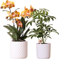 Kolibri Company - Planten set Diamond wit | Set met oranje Phalaenopsis Orchidee Las Vegas Ø12cm en groene plant Schefflera Bush Ø9cm | incl. witte keramieken sierpotten