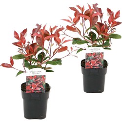 Photinia fraseri 'Red Robin' - Set van 2 - Wintergroen - ⌀17cm - Hoogte 30-40cm