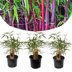 Fargesia Asian - Set van 3 - Niet woekerende Bamboe - Pot 13cm - Hoogte 25-40cm