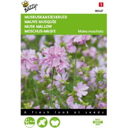 5 stuks - Malva, Muskus Kaasjeskruid roze