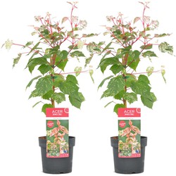 Acer conspicuum 'Red Flamingo' - Set van 2 - Pot 19cm - Hoogte 50-60cm