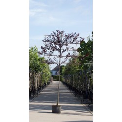 Sierpruim als leiboom Prunus cerasifera Nigra h 270 cm st. omtrek 6 cm st. h 150 cm - Warentuin Natuurlijk