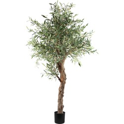 PTMD Kunstplant Olijf - 120x120x210 cm - Polyester - Groen