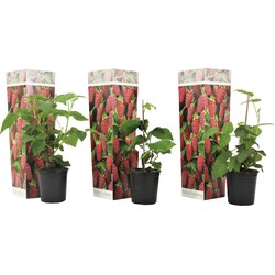 Rubus 'Tayberry' - Set van 3 - Tuinplant - Braamboos - Pot 9cm - Hoogte 25-40cm