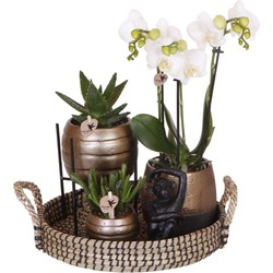 Kolibri Company | Gift set Home Hub | Plantenset met Phalaenopsis Orchidee en Succulenten incl. keramieken sierpotten