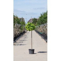 2 stuks! Bol Catalpa Catalpa Bignonniodes Nana h 160 cm st. omtrek 7 cm st. h 120 cm boom