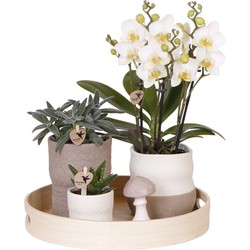 Kolibri Company | Plantenset Slow Living | Witte Phalaenopsis Orchidee Lausanne en Succulenten incl. keramieken sierpotten