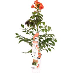 Hello Plants Campsis Summer Jazz Fire Trompetklimmer - Klimplant - Ø 15 cm - Hoogte: 65 cm